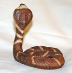 Image de Cobra snake